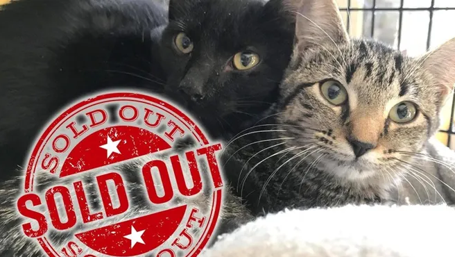 SOLD OUT